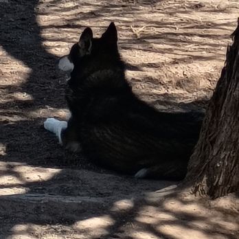 Yuma Dog Park - YoungLady in the shade - Dog Parks Near Me - Yuma, Arizona Yuma Dog Park - YoungLady in the shade - Dog Parks Near Me - Yuma, Arizona