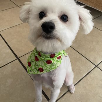 Poodleland Dog Grooming - Pet Groomers Near Me - Bellflower, California