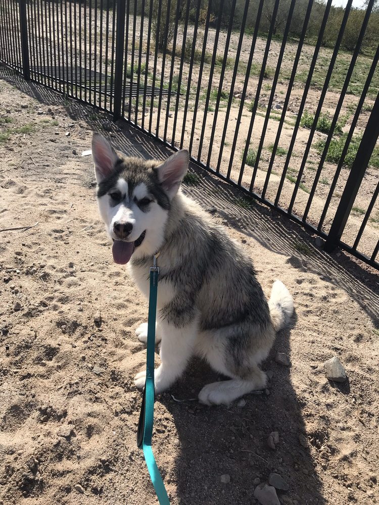 KINGFISHERS ALASKAN MALAMUTES Updated September 2024 Wasilla