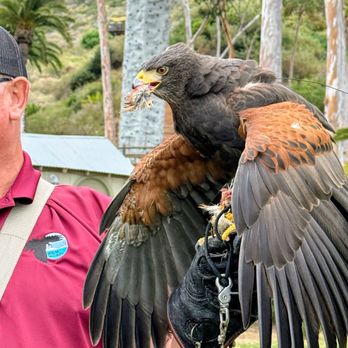 Catalina Falconry Experience - Active Life Near Me - Avalon, California Catalina Falconry Experience - Active Life Near Me - Avalon, California