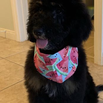 pawlished pets mobile grooming