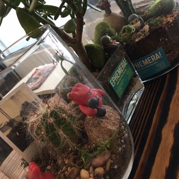 Avoca Coffee - More terrariums! - Coffee & Tea Near Me - Fort Worth, Texas
