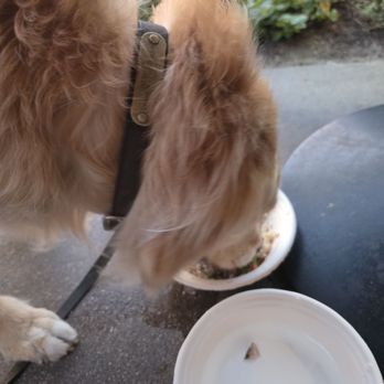 Lazy Dog Restaurant & Bar - Argo enjoying his dinner - New American Near Me - Brea, California Lazy Dog Restaurant & Bar - Argo enjoying his dinner - New American Near Me - Brea, California