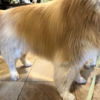 Bath & Beyond Pet Salon - No feathering anymore (long leg fur) - Pet Groomers Near Me - Greenwood, Indiana