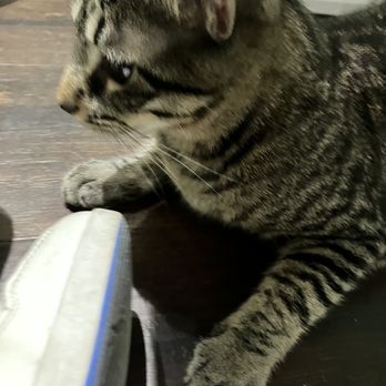 Good Luck Cat Cafe - Pet Services Near Me - Fort Lauderdale, Florida