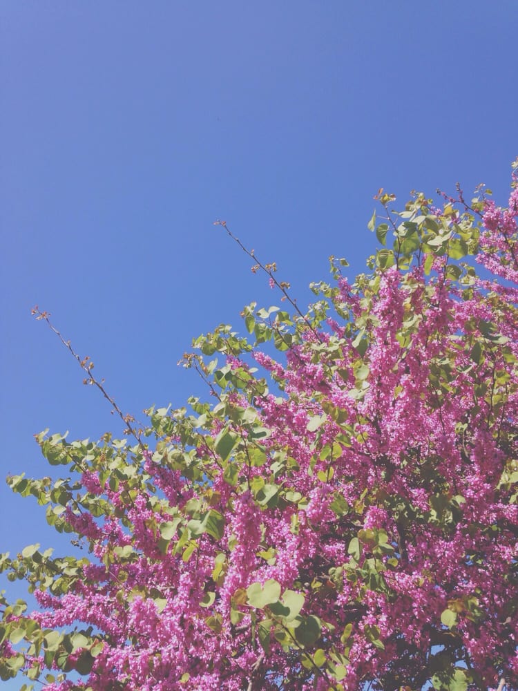 Giardini del Mezzetta