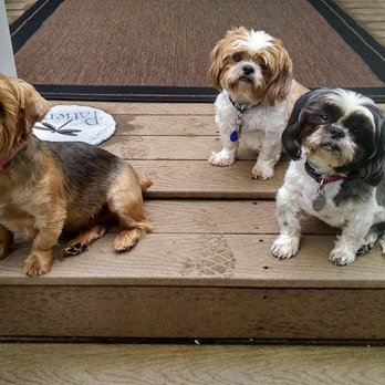 Central Carroll Animal Emergency - Gigi, Gizmo & Vinnie - Veterinarians Near Me - Westminster, Maryland Central Carroll Animal Emergency - Gigi, Gizmo & Vinnie - Veterinarians Near Me - Westminster, Maryland