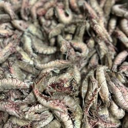 Fresh Local Seafood - Rock shrimp