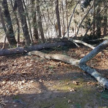 Leafing Out Landscapes - we moved all of the small debris aside and left these for a professional - Tree Services Near Me Leafing Out Landscapes - we moved all of the small debris aside and left these for a professional - Tree Services Near Me