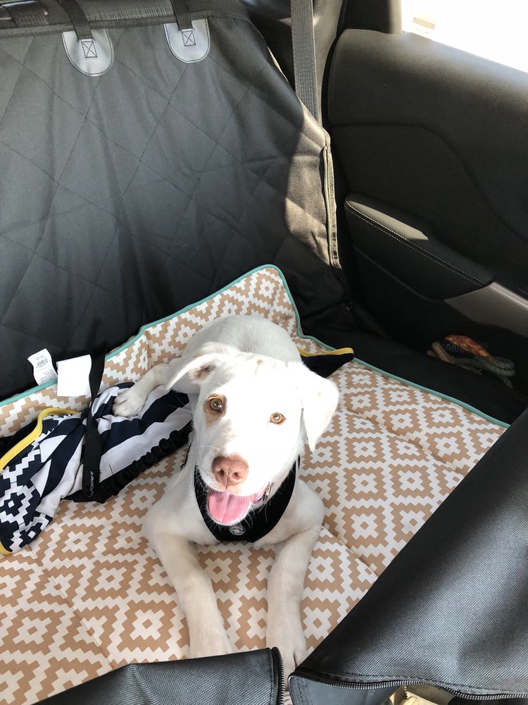 two blondes all breeds rescue