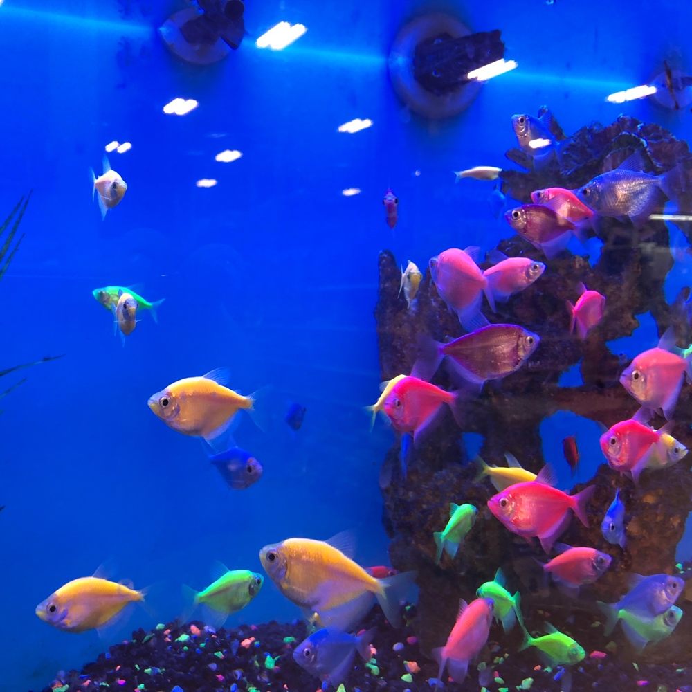 PetSmart - Pet Stores Near Me - Southlake, Texas PetSmart - Pet Stores Near Me - Southlake, Texas