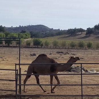 Oasis Camel Dairy - Attraction Farms Near Me - Ramona, California Oasis Camel Dairy - Attraction Farms Near Me - Ramona, California