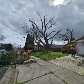 Skyline Tree Experts - After - Tree Services Near Me - Campbell, California Skyline Tree Experts - After - Tree Services Near Me - Campbell, California
