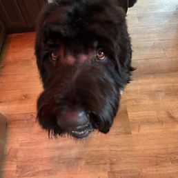 A large black dog with a thick, curly coat and brown eyes is standing on a wooden floor inside a home. The dog is looking directly at the camera, with its head slightly tilted upward. The background includes part of a kitchen or dining area with wooden cabinetry and a metal chair. The lighting appears natural, illuminating the dog's face and the surrounding area.