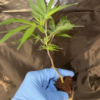 New England Clones - Chem punch - Nurseries & Gardening Near Me
