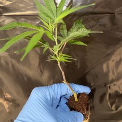New England Clones - Chem punch