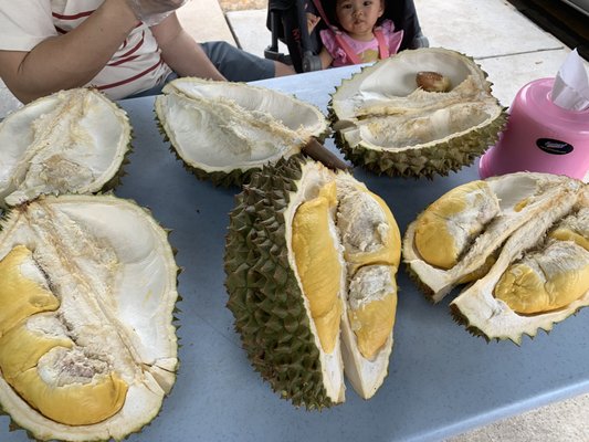 Durian 36 by null