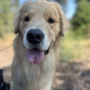 Luke Tahoe Dog - Dog Walkers Near Me