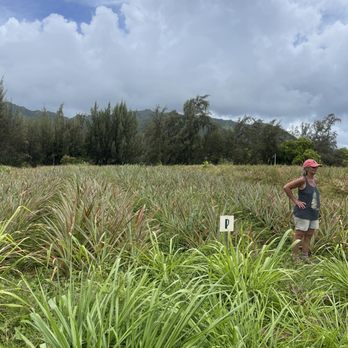 Kauai sugarloaf pineapple - Farmers Market Near Me