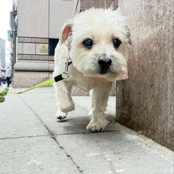 Pet Love NYC - Dog Walkers Near Me - New York, New York Pet Love NYC - Dog Walkers Near Me - New York, New York