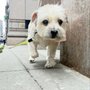 Pet Love NYC
