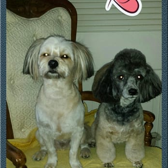 At Your Bark & Call Mobile Pet Salon - Lucy and Desi fresh and clean after being groomed by At Your Bark And Call.  The best groomers around! - Pet Groomers Near Me