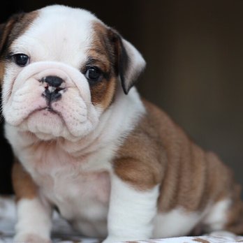 Mythic Bulldogs - Pet Breeders Near Me Mythic Bulldogs - Pet Breeders Near Me