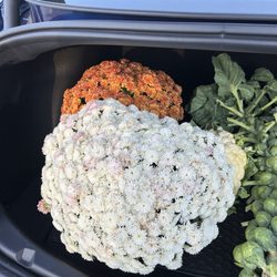 Gabrielsen Country Farms - Mums before Thanksgiving!