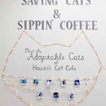 Hawai'i Cat Café - Pet Adoption Near Me - Honolulu, Hawaii Hawai'i Cat Café - Pet Adoption Near Me - Honolulu, Hawaii