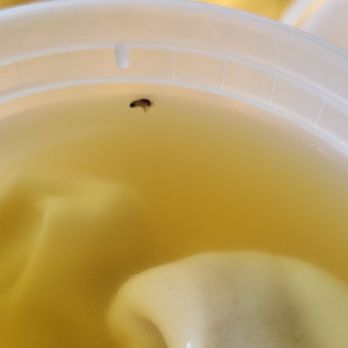 New China Tung - Really gross bug in the soup. Clean up your restaurant please. Disgusting and won't be going back. - Chinese Near Me - Brooklyn, New York New China Tung - Really gross bug in the soup. Clean up your restaurant please. Disgusting and won't be going back. - Chinese Near Me - Brooklyn, New York
