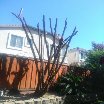 Pristine Lawn Care & Plus - Before & After ( happy customer ) - Lawn Services Near Me - Livermore, California Pristine Lawn Care & Plus - Before & After ( happy customer ) - Lawn Services Near Me - Livermore, California