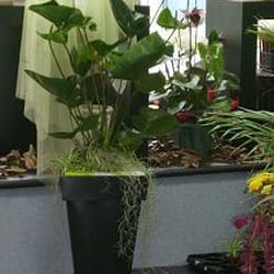 Evezard Horticosne