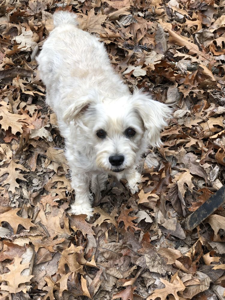 THE RIDGE PET RESORT Updated April 2024 Request Information 20