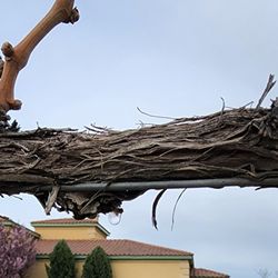 Chandler Reach Vineyards - Weeping Vines-They are waking up