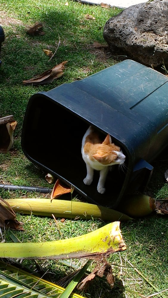 Walters Landscaping & Tree Trimming