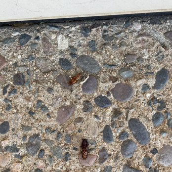 Lava Rock Pest Control - More bugs - Pest Control Near Me Lava Rock Pest Control - More bugs - Pest Control Near Me