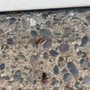 Lava Rock Pest Control