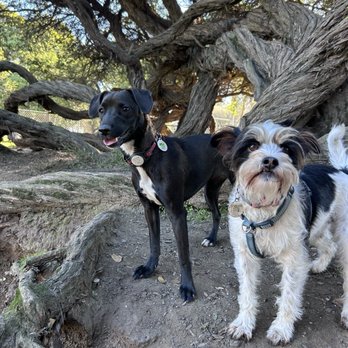 Penny And The Jets - PC: Nina - Dog Walkers Near Me Penny And The Jets - PC: Nina - Dog Walkers Near Me