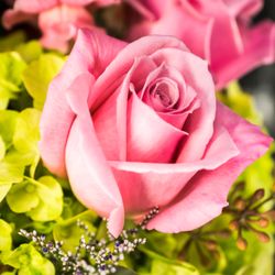 Flowers Plus