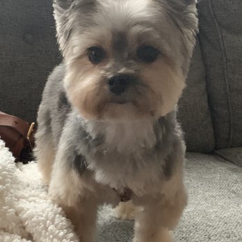 Dee's Grooming Gallery - Colbie - Pet Groomers Near Me - Sandy Springs, Georgia
