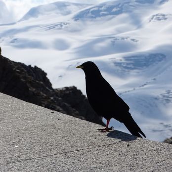 Matterhorn Peak  - Landmarks & Historical Buildings Near Me - Zermatt, VS