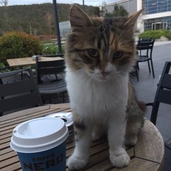 Caffé Nero