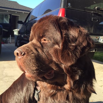 The Spaw - Remington the Newfie - Pet Groomers Near Me - Tustin, California The Spaw - Remington the Newfie - Pet Groomers Near Me - Tustin, California