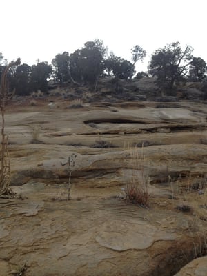 Navajo Lake State Park - Pine Campground by null