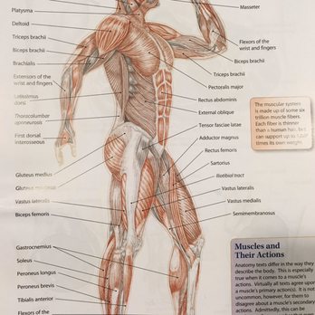 Benjamin Montes, LMT - We will work on nearly every muscle in the body during our 60 or 90 min session - Massage Therapy Near Me Benjamin Montes, LMT - We will work on nearly every muscle in the body during our 60 or 90 min session - Massage Therapy Near Me