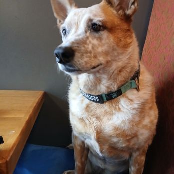 Indulge Bistro & Wine Bar - Perfect manners Pretty Eyes - New American Near Me - Golden, Colorado