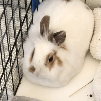 Peaceful Playful Pets - Princess Buttercup loafing - Pet Sitting Near Me Peaceful Playful Pets - Princess Buttercup loafing - Pet Sitting Near Me
