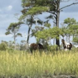 Assateague Tours - Another band