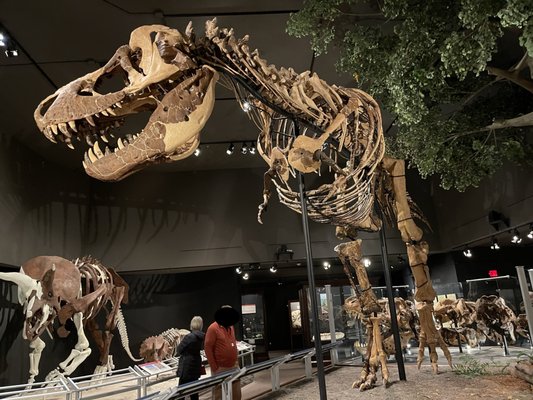 Museum of the Rockies by null