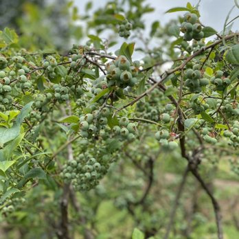 Oregon Blues - Will be a loaded but late year, 2022. - Pick Your Own Farms Near Me - Boring, Oregon Oregon Blues - Will be a loaded but late year, 2022. - Pick Your Own Farms Near Me - Boring, Oregon